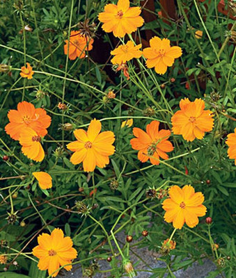VibeX Cosmos Seed(50 per packet)