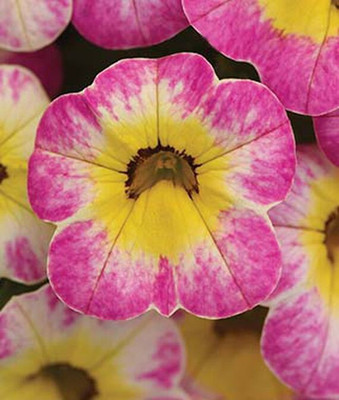 VibeX Calibrachoa Seed(50 per packet)