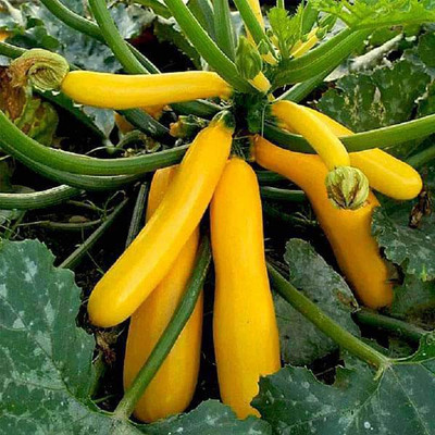 VibeX Squash Golden Yellow - Vegetable Seeds Seed(1 per packet)