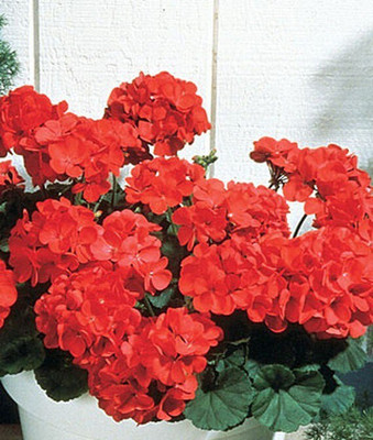VibeX Geranium Seed(50 per packet)