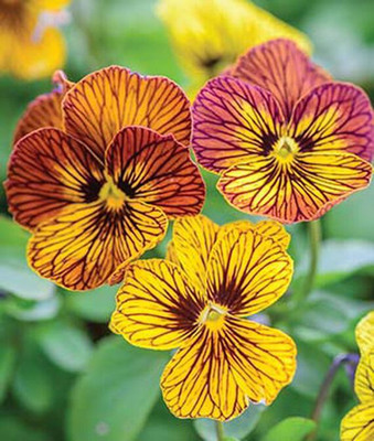 VibeX Viola Seed(50 per packet)