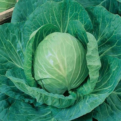 Biosnyg Cabbage Special Pride - Desi Vegetable Seeds-[1gm Seeds] Seed(1 g)