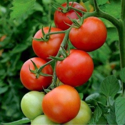 Biosnyg Tomato F1 Hybrid TS 15 - Vegetable Seeds-[5gm Seeds] Seed(5 g)