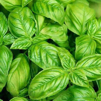 VibeX Basil Seed(100 per packet)