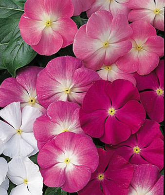 VibeX Vinca Seed(50 per packet)