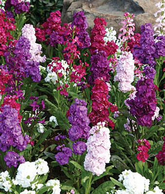 VibeX Stock Seed(50 per packet)