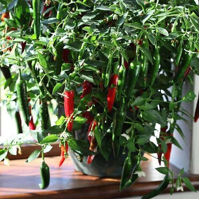 VibeX Chilli Seed(100 per packet)