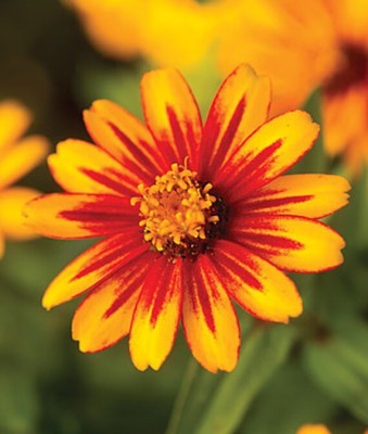 VibeX Zinnia Seed(50 per packet)