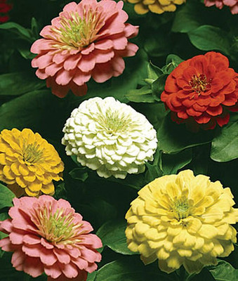 VibeX Zinnia Seed(50 per packet)