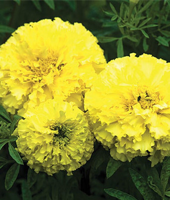 VibeX Marigold Seed(100 per packet)