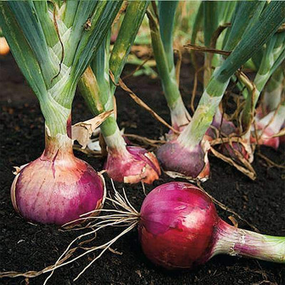 VibeX Onion Improved Dark Red - Vegetable Seeds Seed(1 per packet)