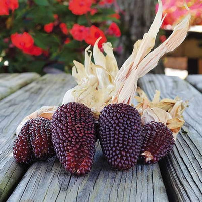 VibeX Red Small Corn Seed(100 per packet)