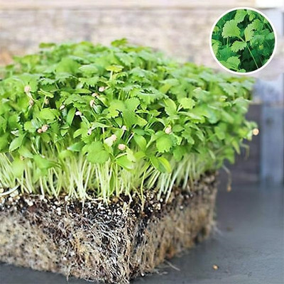 VibeX Cilantro Split Seed(100 per packet)