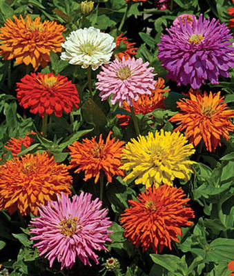 VibeX Zinnia Seed(50 per packet)