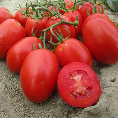 VibeX Tomato Seed(300 per packet)