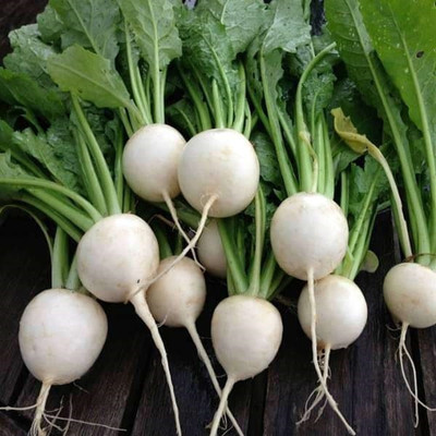 Biosnyg Turnip White Special No. 1 - Vegetable Seeds-[100 Seeds] Seed(100 per packet)