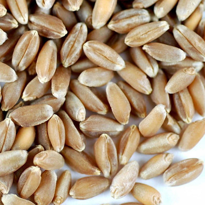 VibeX Wheat Grass Seeds Seed(125 per packet)
