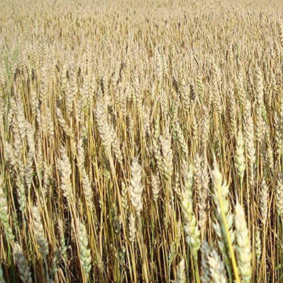 VibeX Wheat Seeds Seed(2000 per packet)