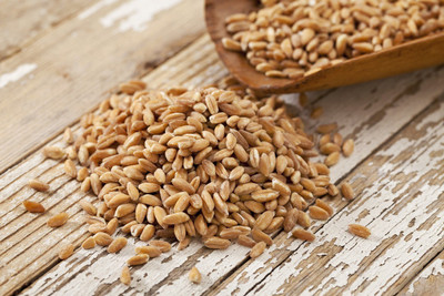 VibeX Wheat Grass Seeds Seed(1000 per packet)