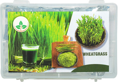 VibeX Wheatgrass Seed(1000 per packet)
