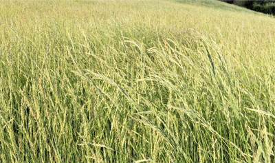 VibeX Wheatgrass Seed(2500 per packet)