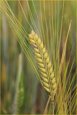 VibeX Wheat Grass Seeds Seed(5000 per packet)
