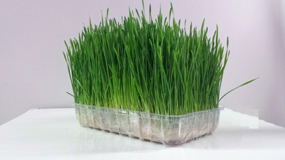 VibeX Wheatgrass Seed(500 per packet)
