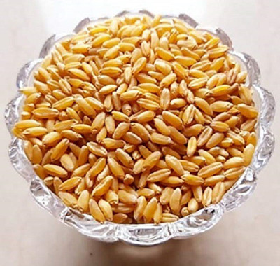 VibeX Wheat Seed(2000 per packet)