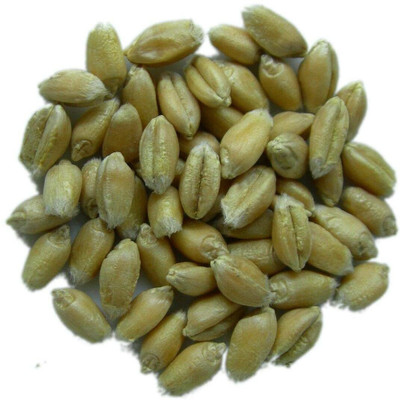 VibeX Wheatgrass Seed(500 per packet)