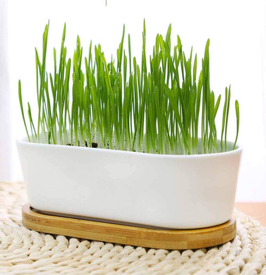 VibeX Wheat Seed(5000 per packet)