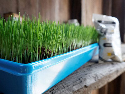 VibeX Wheatgrass Seed(1000 per packet)