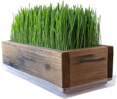 VibeX Wheatgrass, Microgreen, Sprouting Non GMO Seeds Seed(10000 per packet)