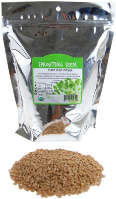 VibeX Wheat Seeds Seed(10000 per packet)