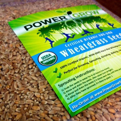 VibeX Wheatgrass Seed(125 per packet)
