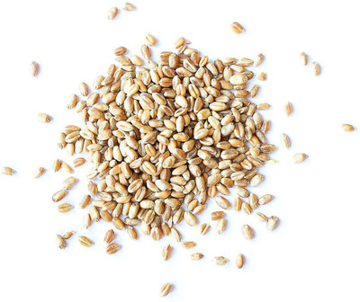 VibeX Wheat Grass Seeds Seed(125 per packet)