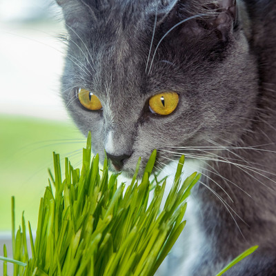 VibeX WHEAT Grass Seeds Seed(250 per packet)