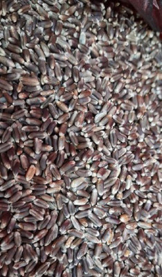 VibeX Wheatgrass Seed(250 per packet)