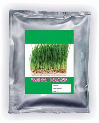 VibeX Wheatgrass Seed(2000 per packet)
