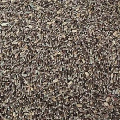 VibeX Wheat Seeds Seed(500 per packet)