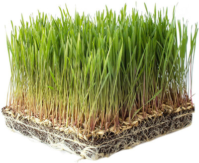 VibeX Wheatgrass Seed(5000 per packet)