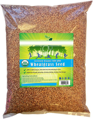 VibeX Wheatgrass Seed(250 per packet)