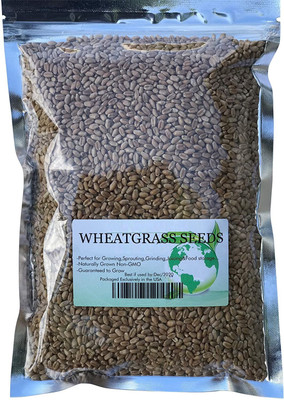 VibeX Wheatgrass Seed(10000 per packet)