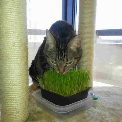 VibeX Wheatgrass Seed(125 per packet)