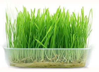 VibeX Wheat Grass Seeds Seed(2500 per packet)