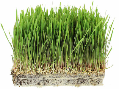 VibeX Wheatgrass Seed(125 per packet)