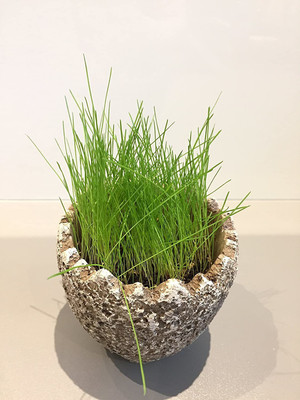 VibeX Wheatgrass Seed(125 per packet)