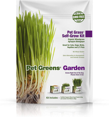 VibeX Wheatgrass Seed(2500 per packet)