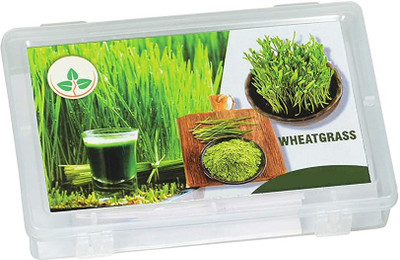 VibeX Wheat Seed(2500 per packet)