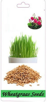 VibeX wheat grass Seed(500 per packet)