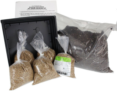 VibeX Wheatgrass Seeds Seed(2000 per packet)